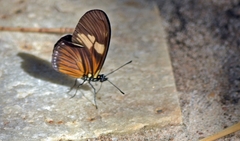 Eueides vibilia