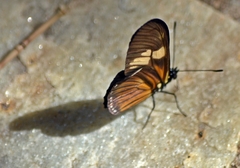 Eueides vibilia