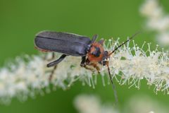 Cantharis annularis