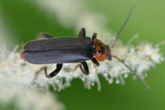 Cantharis annularis