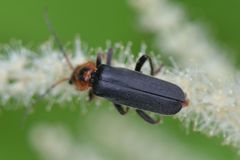 Cantharis annularis