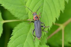 Cantharis annularis