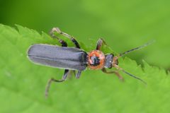 Cantharis annularis