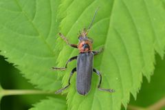 Cantharis annularis