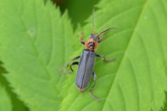 Cantharis annularis