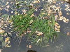 Glyceria notata