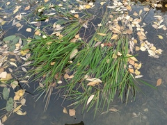 Glyceria notata