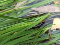 Glyceria notata