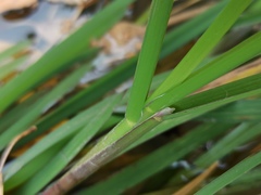Glyceria notata