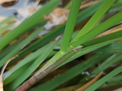 Glyceria notata
