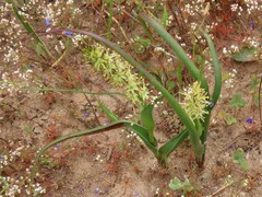 Wurmbea spicata