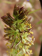 Wurmbea spicata