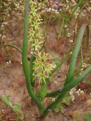 Wurmbea spicata
