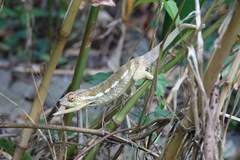 Furcifer pardalis