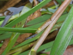 Glyceria notata