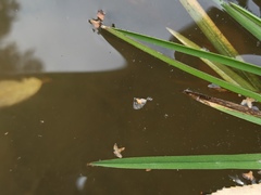 Glyceria notata