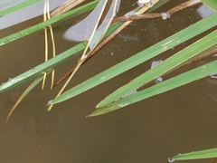 Glyceria notata
