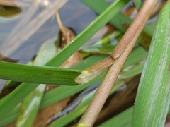 Glyceria notata