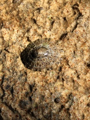 Patella rustica