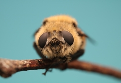 Cephenemyia phobifer