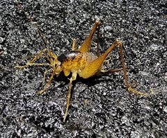 Diestrammena unicolor