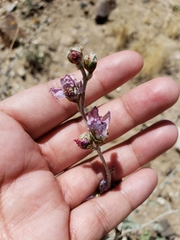 Sphaeralcea ambigua rosacea