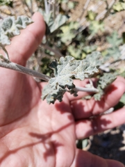 Sphaeralcea ambigua rosacea