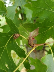 Dryocosmus quercuspalustris