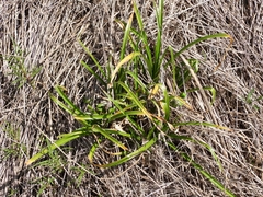 Allium triquetrum