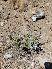 Sphaeralcea ambigua rosacea