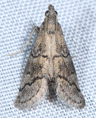 Vitula serratilineella