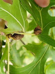 Dryocosmus quercuspalustris