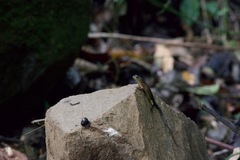 Sphenomorphus sabanus