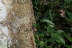 Sphenomorphus sabanus