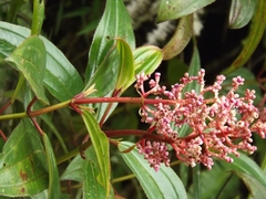 Miconia ciliata