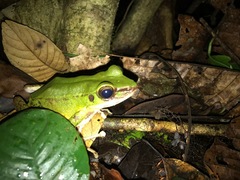Odorrana hosii