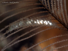 Macrorhynchia philippina