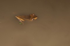 Polypedates otilophus