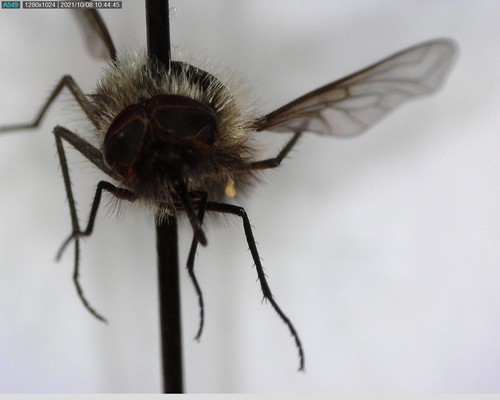 iNaturalist observation photo of Lordotus