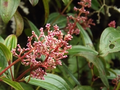 Miconia ciliata