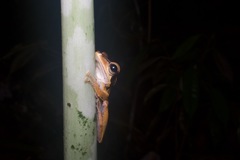 Polypedates macrotis