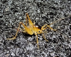 Diestrammena unicolor