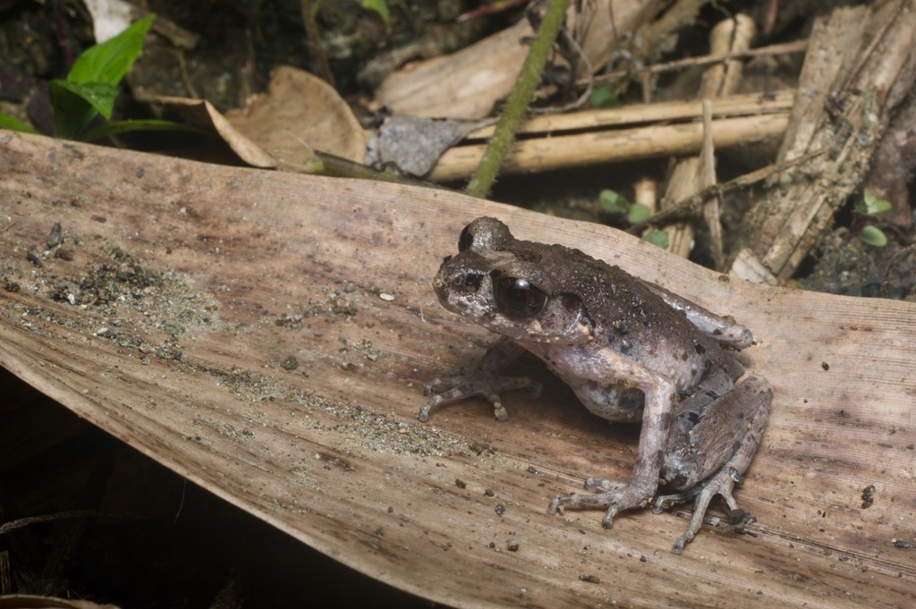 Painted Asian Toad