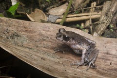 Painted Asian Toad photo 1