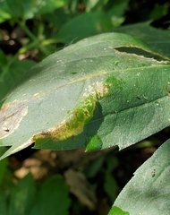 Leucospilapteryx venustella