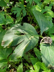 Leucospilapteryx venustella