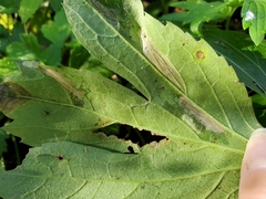 Leucospilapteryx venustella