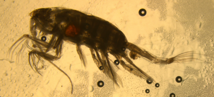 Paraeuchaeta norvegica