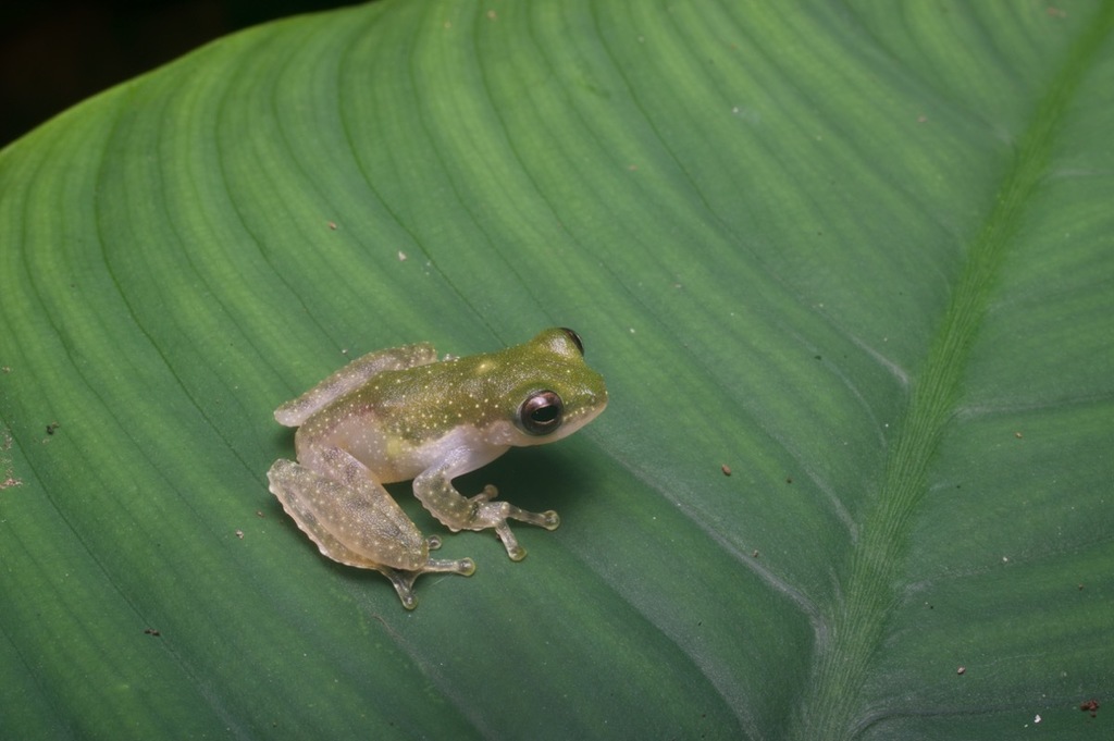 Dring's Flying Frog