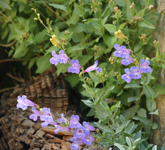 Penstemon azureus azureus